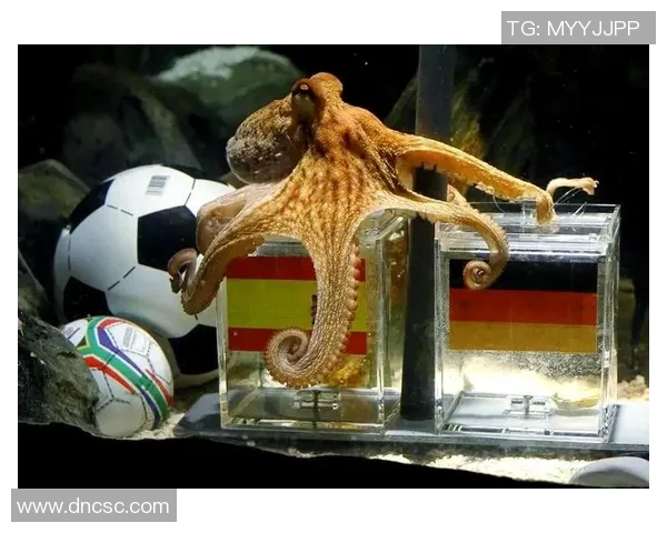 章鱼为何成为足球明星的代名词及其背后的故事揭秘